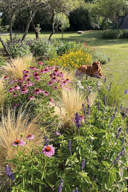 En la primavera, los canteros desbordan de flores. Salvia ‘Big Blue’ y Echinacea purpurea entre Nassella tenuissima, achileas y el amarillo de los coreopsis