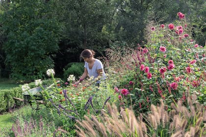 En la primera etapa del otoño la tarea simplemente consistirá en podar flores secas y tratar de mantener el cantero prolijo, para que siga estando atractivo hasta que la temporada vaya llegando a su fin.