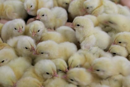 El manejo de la ración se transformó en una estrategia desesperada para ganar tiempo