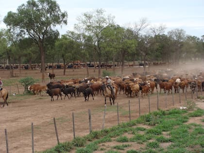 En la producción de carne se pueden observar distintas áreas donde se ve perjudicado el ecosistema, afirman los especialistas