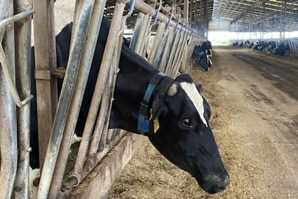 En la producción de leche hay nuevas alternativas para la sanidad animal