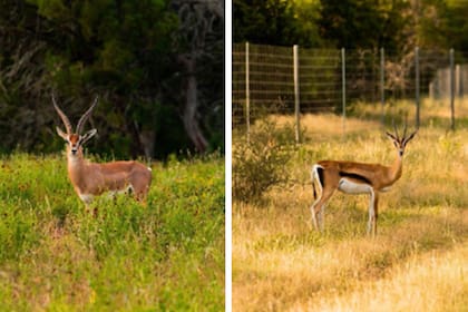 En la propiedad hay una gran variedad de animales exóticos que deambulan libres