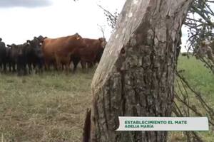Cuáles son los proyectos agroecológicos que crecen en Córdoba