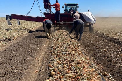 En la provincia hay 400 productores. Secretaría de Agricultura de Río Negro
