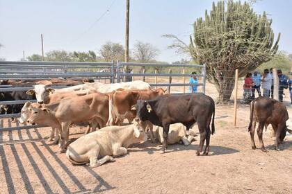 En la provincia se apoyó la compra de reproductores