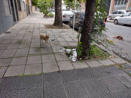 En la recorrida por el epicentro del brote de dengue en Mataderos, se ven recipientes con agua que los vecinos colocan para los animales