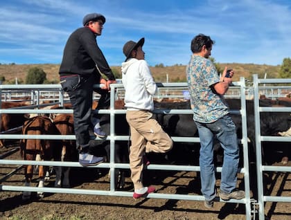 En la Región Andina buscan generar condiciones que potencien la actividad ganadera