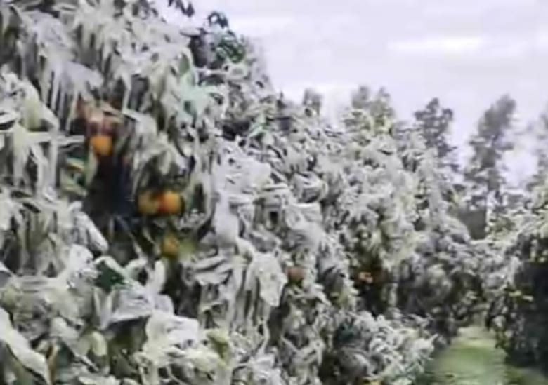 Naranjas bajo cero: la ola polar provocó una drástica pérdida en una región