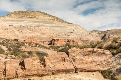 En la reserva hay un bosque petrificado.