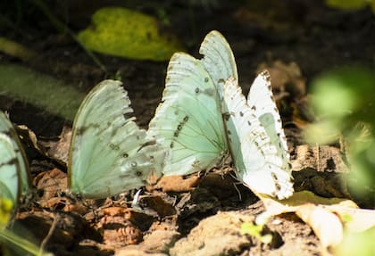 En la reserva se pueden ver las mariposas bandera argentina