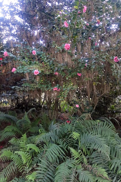 En la segunda sección del delta, las camelias crecen dentro de un bosque de pinos