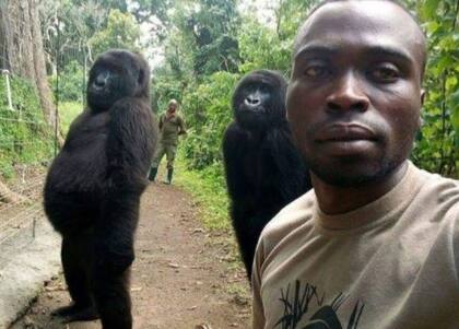 En la selfie, los gorilas aparentemente intentaban imitar a los humanos.