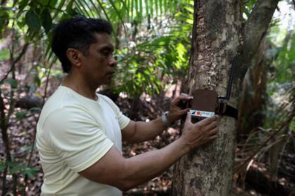 En la selva, la energía para alimentar los dispositivos puede obtenerse de fuentes tan diversas como "el balancear de los árboles, diferencia de temperatura, o diferencia de acidez de la savia de un árbol", explica Gomes