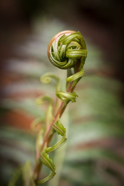 En la selva misionera hay gran variedad de helechos.