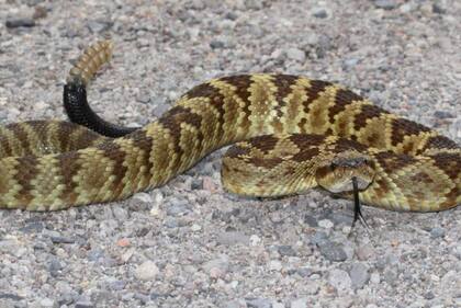 En la temporada de serpientes, los reptiles usan madrigueras de otros animales para hacer sus nidos