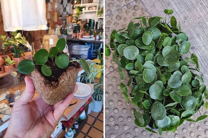 En la tienda Planta Somos, de Chacarita, la pilea es una de las plantas que más buscan los clientes.