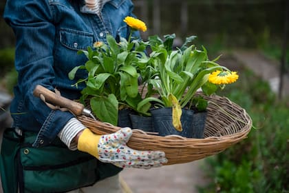 En la tradición de la jardinería natural, la caléndula es símbolo de protección, energía vital y renovación