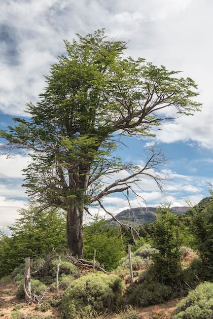 En la transición entre estepa y bosque, algunos árboles andinos aparecen aislados. Lengas, ñires o coihues avanzan lentamente, marcando el borde vivo del paisaje