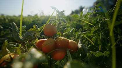 En la transición hacia la agricultura regenerativa se busca modificar la manera de producir y respetar las maneras que tiene la naturaleza de regenerarse a sí misma.