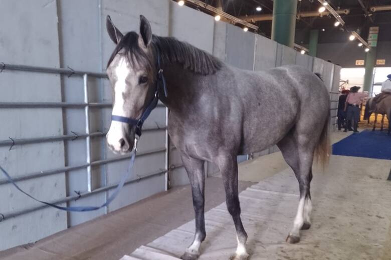 Impulsan un cambio impositivo para potenciar la exportación de caballos de raza