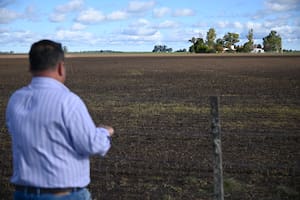 Trigo: pese a las lluvias, la región núcleo tendrá la  menor siembra de los últimos 7 años