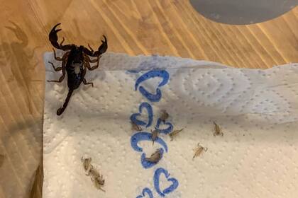 En la valija de una turista austríaca que viajó a Croacia fueron descubiertos unos 18 escorpiones