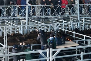 Remate especial de la raza Angus en el Mercado Agroganadero de Cañuelas