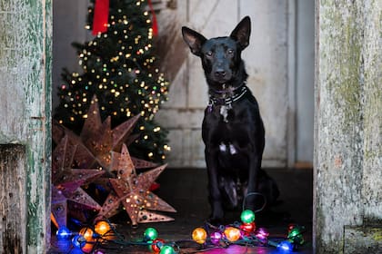 En la víspera de la Navidad de ese año, con nuevo pelaje y ya recuperado.