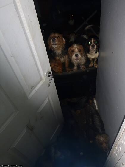 En la vivienda encontraron a 35 perros y siete niños, entre los 4 y 17 años