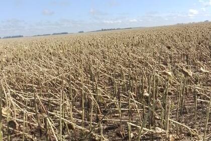 En la zona de 25 de Mayo/Bolívar un temporal afectó lotes con girasol