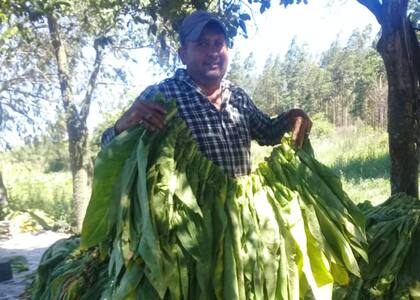 En la zona de Goya, Corrientes, hay alrededor de 1200 pequeños productores tabacaleros