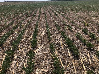 En la zona de Monte Buey, Córdoba, una soja sufre el impacto de la sequía