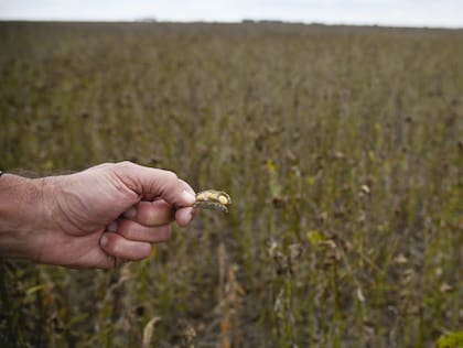 En la zona de Roldán, un lote con la planta aún verde y humedad