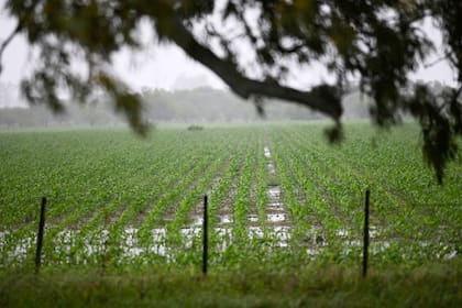 En la zona de Rosario, como otras de la región agrícola, las lluvias le darán impulso a la campaña