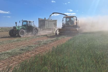 En la zona de San Carlos, Santa Fe, un lote de trigo que fue a picado por la expectativa de bajo rinde debido a la sequía