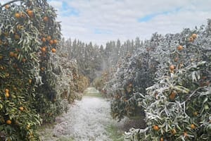 La ola polar dejó un panorama desolador en una tradicional zona productiva