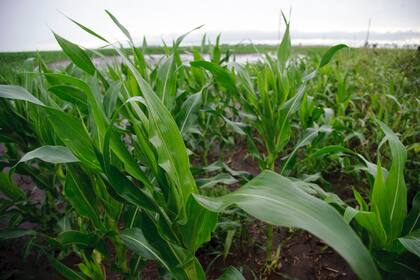 En la zona de Zavalla, a 40 kilómetros al sudoeste de Rosario, el maíz tardío puede recibir un envión con las precipitaciones 