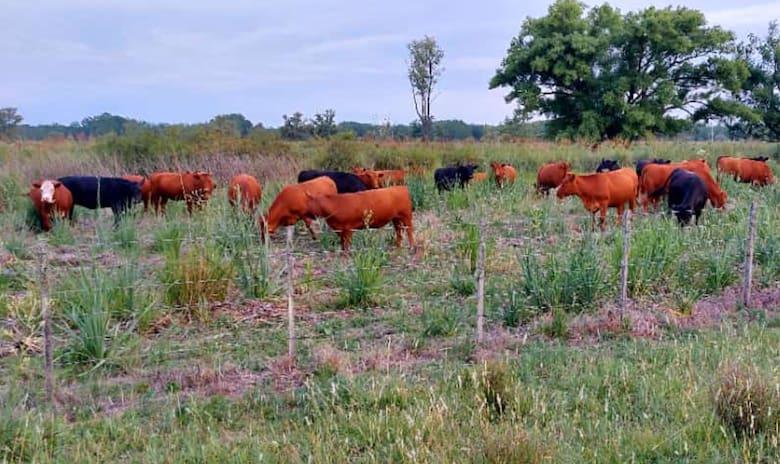 Ganaderos se rebelan por sobreprecios en vacunación contra la fiebre aftosa
