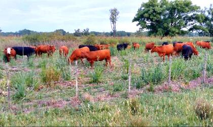 En la zona del Delta, en Campana y San Fernando, hay unos 50 productores con 20.000 cabezas de ganado