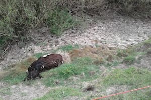 En la zona donde produce Carlos Borré hay una importante mortandad de hacienda