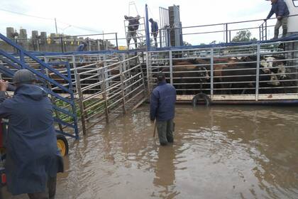 En la zona más afectada de Entre Ríos la disponibilidad de barcos permite retirar no más que unas 2000 cabezas por semana