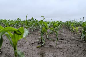 En la zona núcleo daría lugar a un margen neto de 372 dólares por hectárea en campos alquilados