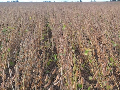 En la zona núcleo hay un 25% de avance de la cosecha cuando debería estar en el 55% para la época