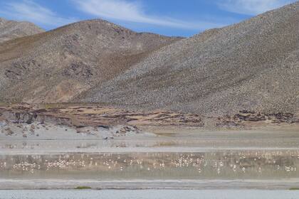 En Laguna Blanca se pueden encontrar animales característicos de la zona como pumas, zorros, piches, gatos silvestres, cóndores y flamencos