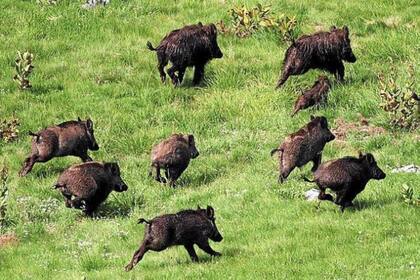 En el sur de Estados Unidos, los cazadores de cerdos salvajes corren el riesgo de contraer brucelosis