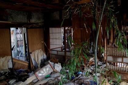 En las áreas abandonadas de Fukushima la naturaleza recuperó su territorio