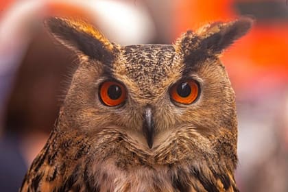 En las aves de rapiña también puede ser muy útil este tercer párpado cuando se trata de volar rápidamente en busca de una presa