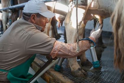 En Las Carreras hay tambo y se trabaja todos los días.
