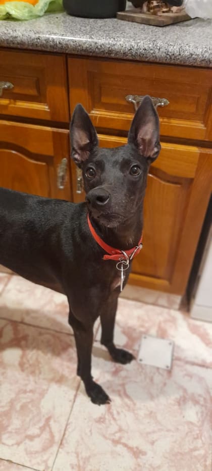 En las casas de tránsitos, los perros rescatados recuperan la confianza en sí mismos y en los humanos, sociabilizan con otros perros, realizan un tratamiento veterinario si lo necesitan y también aprenden las órdenes básicas (Foto: Gentileza Hogar Amor de Galgo)
