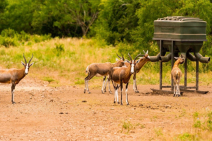 En las colinas onduladas hay ciervos, cebras, cerdos y todo tipo de animales